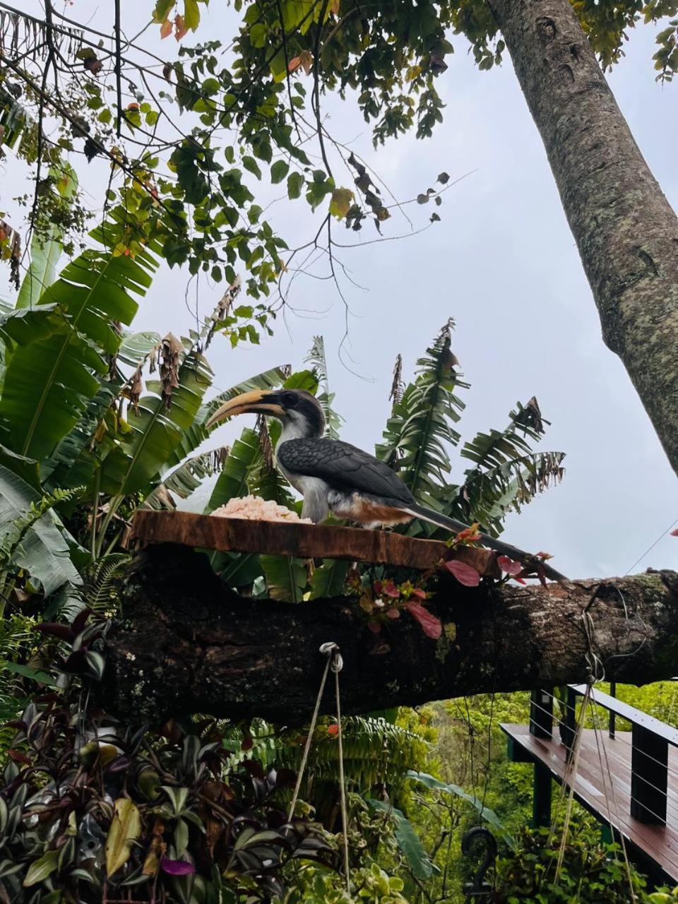 Gaia Ella Ecolodge And Yoga Centre المظهر الخارجي الصورة